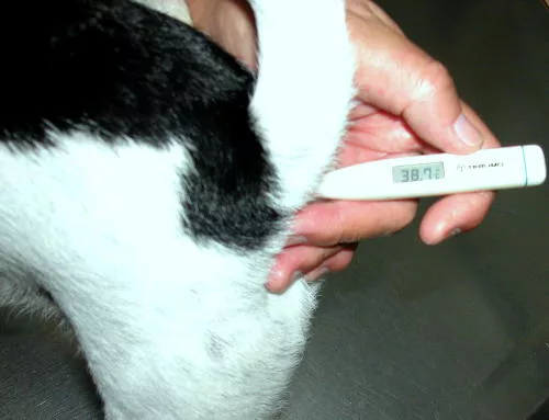 Check the dog's health
