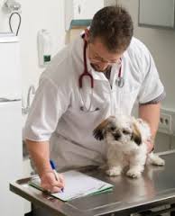 The distemper