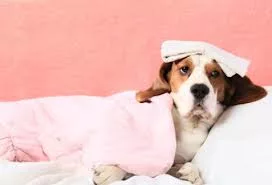 Parvo