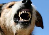 Rabies