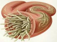 Parasitic and fungal origin