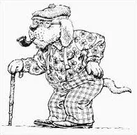 Elderly dog