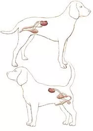 Organs of reproduction