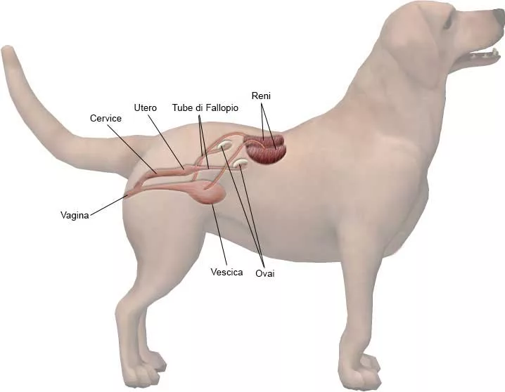 The female reproductive system of the dog