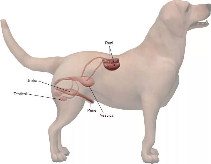 The male reproductive system of the dog