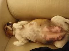 Canine Reproduction Physiology