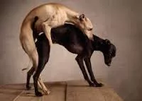 Mating between dogs