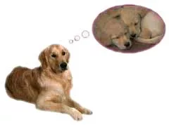 Dog pregnancy