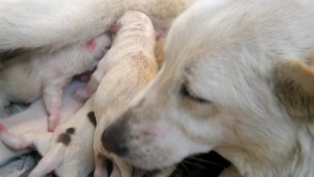 Childbirth of the dog