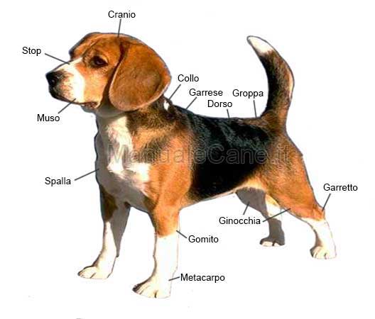 Morphological nomenclature of the dog