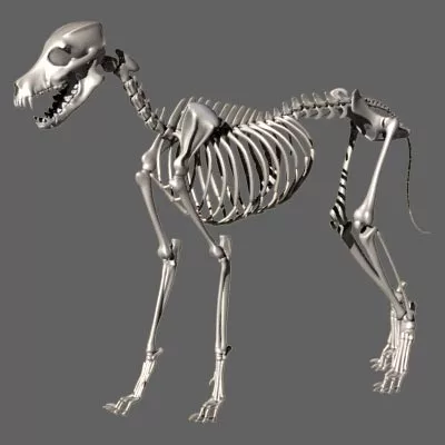 Dog skeletal system