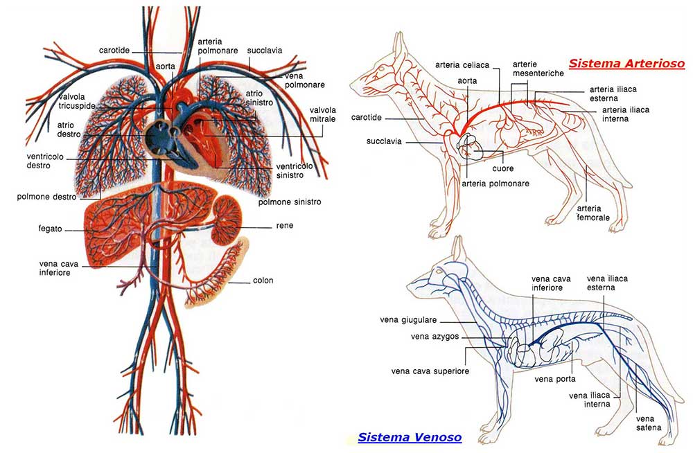 Cardiocirculatory system of the dog