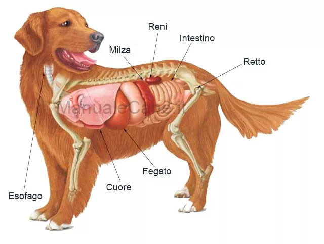 Digestive system of the dog
