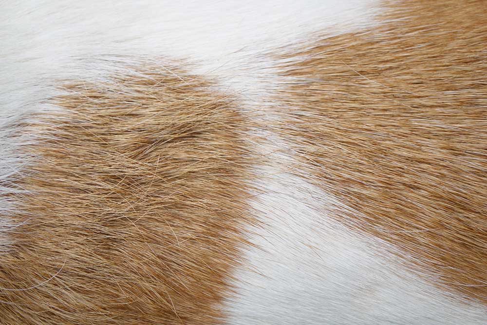 Integumentary system of the dog