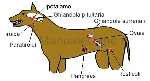 Endocrine system of the dog