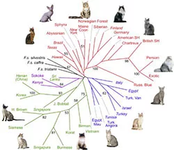 Cat manual categories