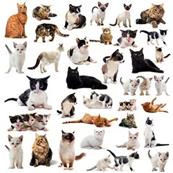 cats breeds