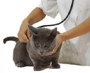 cat health