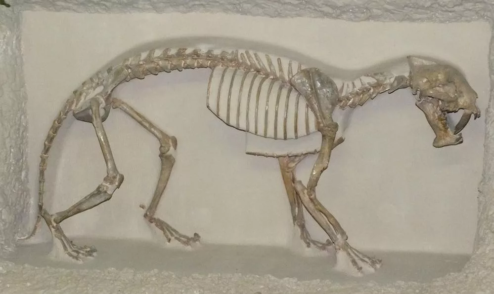 Orígenes y evolución del gato