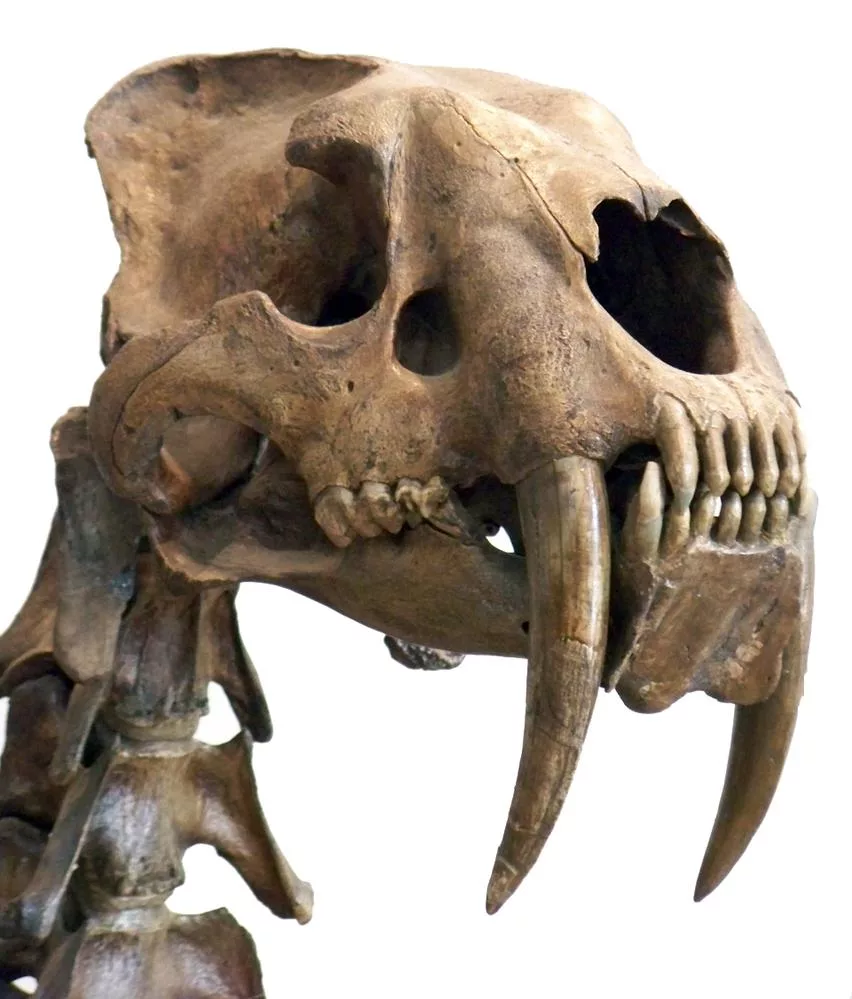 saber tooth tiger