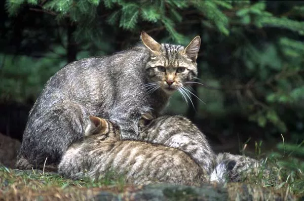 The current felines