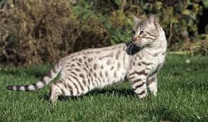 Wild cat