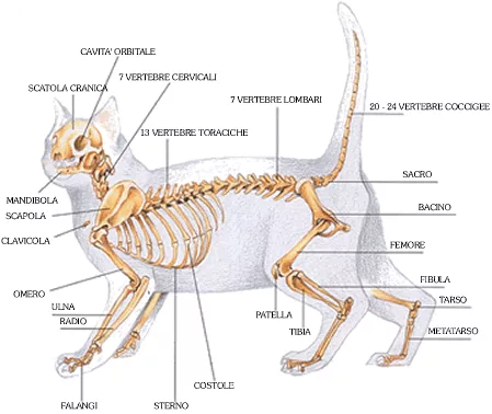 Skeleton and musculature