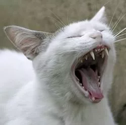 Digestive system cat