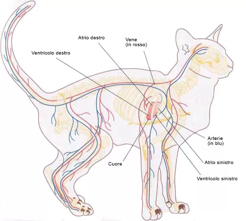 Circulatory system