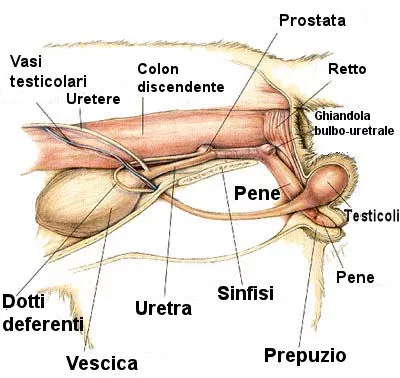 Cat urogenital system