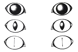 Sight, how cats see