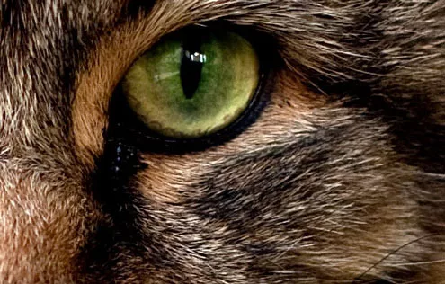 pupil dilation according to the intensity of the light