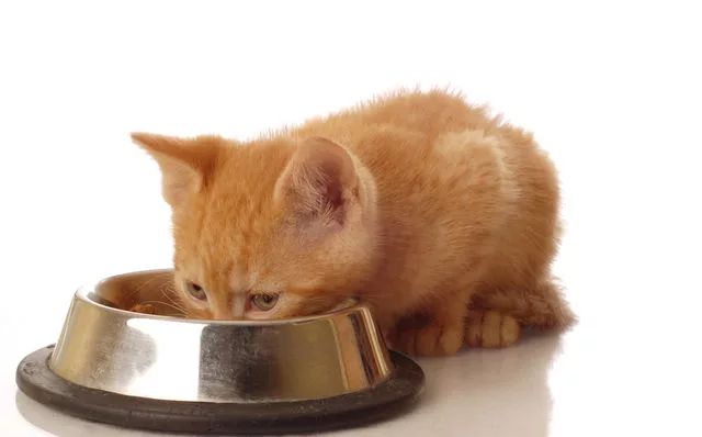 The sense of taste of cats