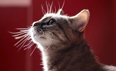 The sense of touch in cats