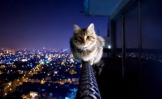 Balance of cats