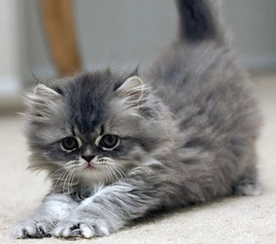 cat struggling with a small rodent