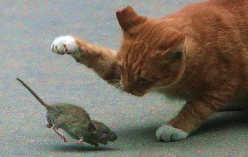Territoriality and hunting