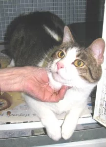 stray cat rescued by a volunteer