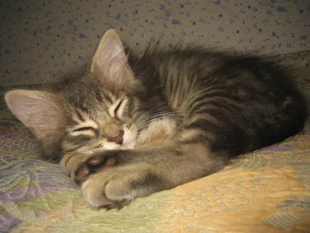 The aristocratic cat