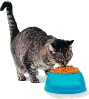 cat consumes his daily portion given to him by the master