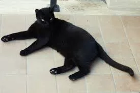 The feline varieties