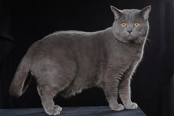 Chartreux cat breed