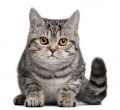 British shorthair cat