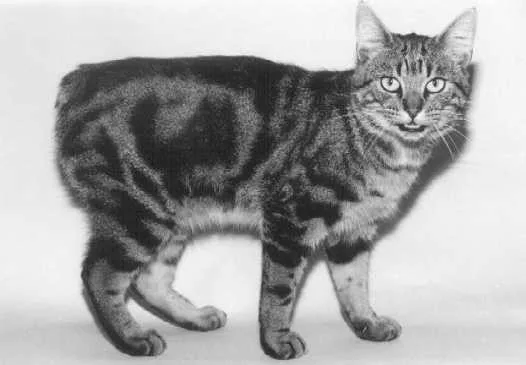 Manx or Isle of Man cat
