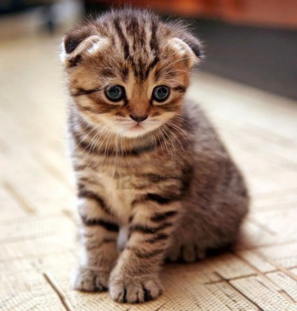 Scottish fold cat