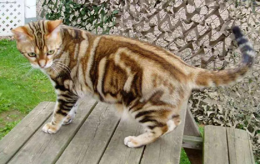 American shorthair