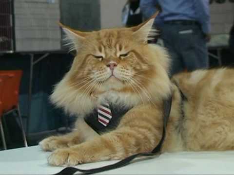 Standard of the house cat