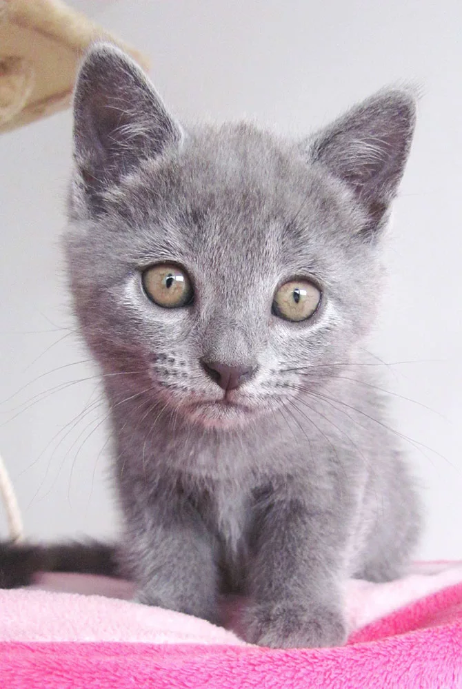 Characteristics of the ideal cat