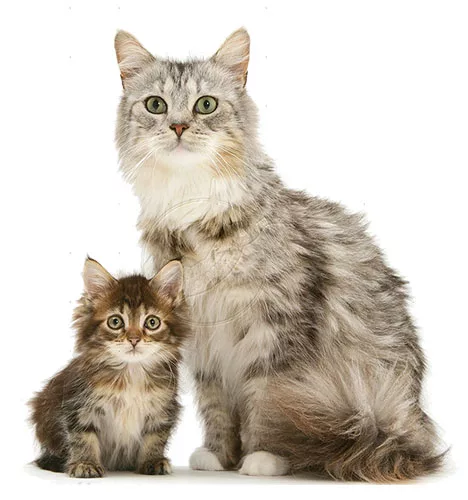 Ideal age of the cat