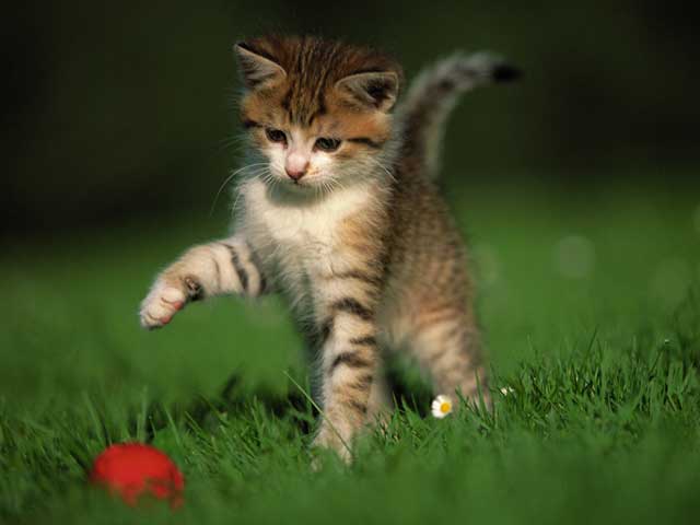 Games for the cat
